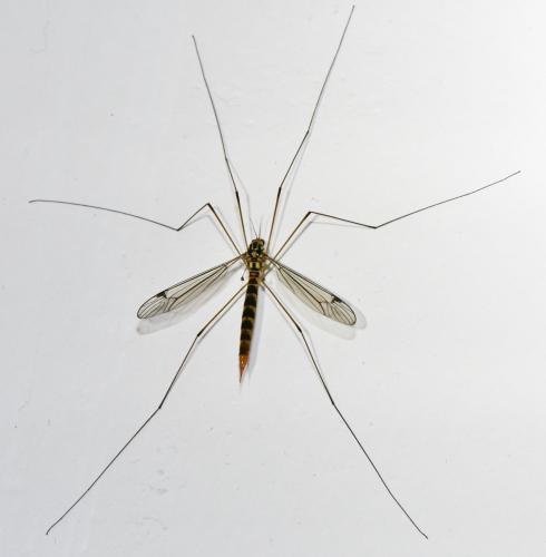Nephrotoma flavipalpis